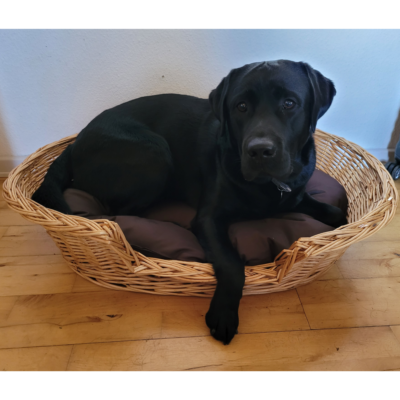 Stor hundekurv til labrador